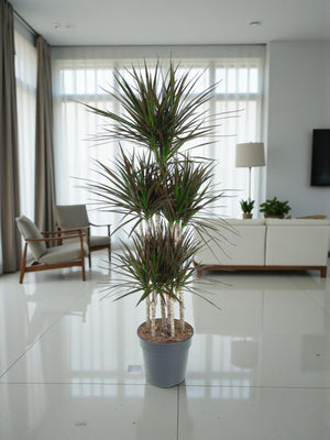 Livraison plante Dracaena Magenta Carrousel