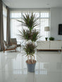 Livraison plante Dracaena Magenta Carrousel