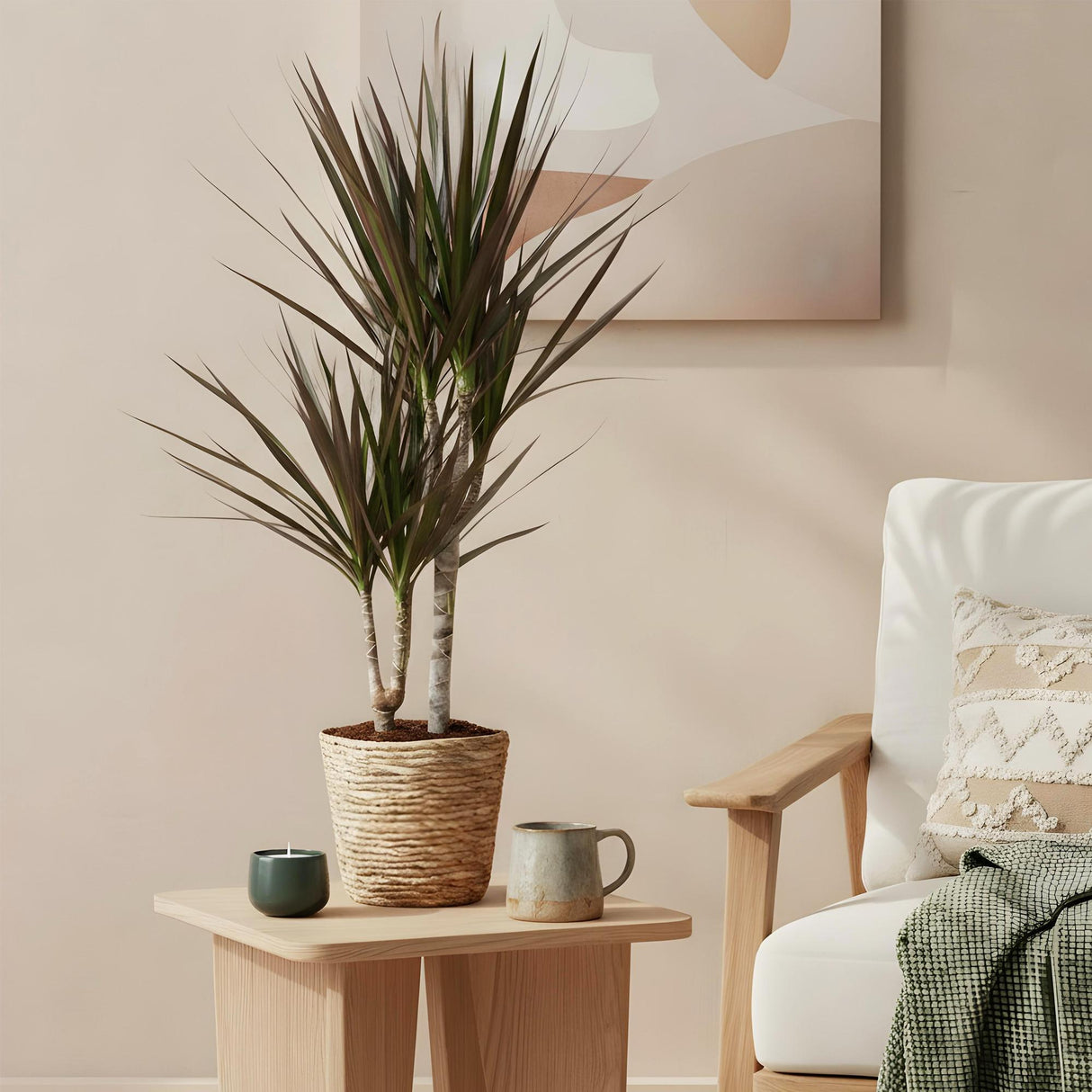 Livraison plante Dracaena Magenta et panier H75cm