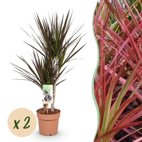Livraison plante Dracaena Magenta – Lot de 1