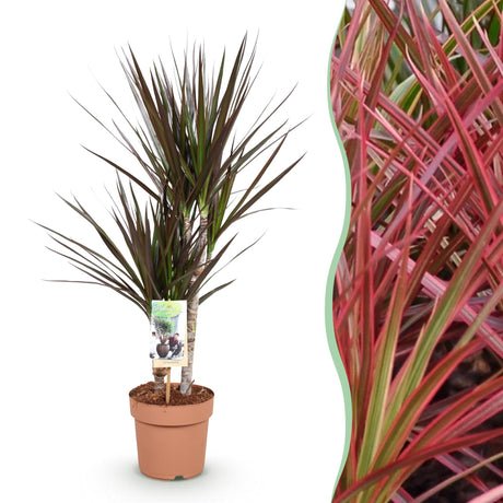 Livraison plante Dracaena Magenta – Lot de 1