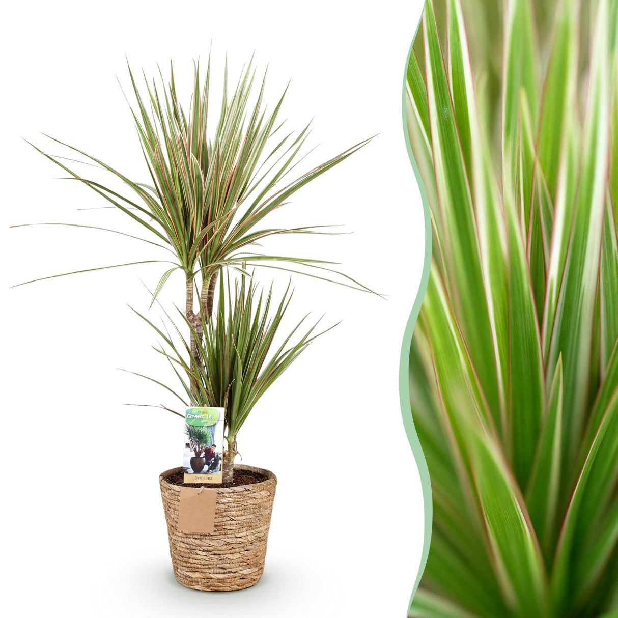 Livraison plante Dracaena Marginata Bicolor et panier H75 cm