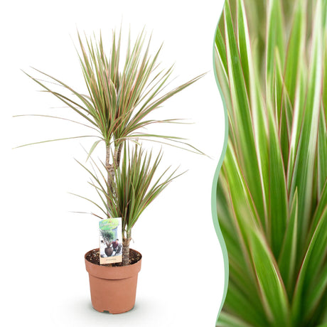 Livraison plante Dracaena marginata Bicolor – Pot