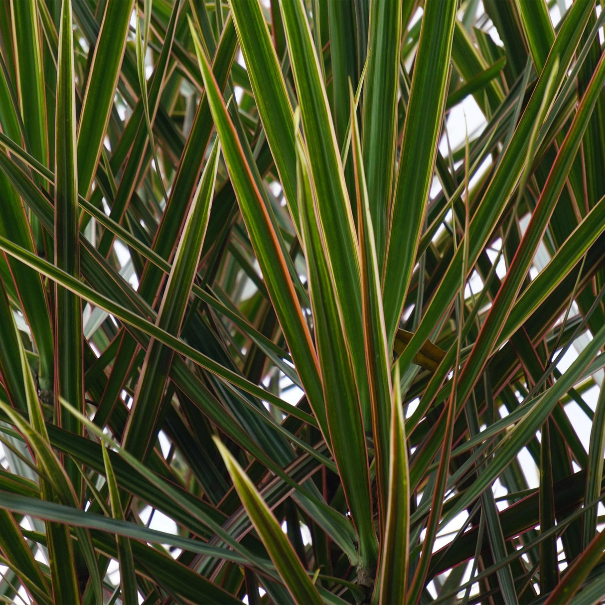 Livraison plante Dracaena Marginata et panier H75cm