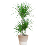 Livraison plante Dracaena Marginata et son pot