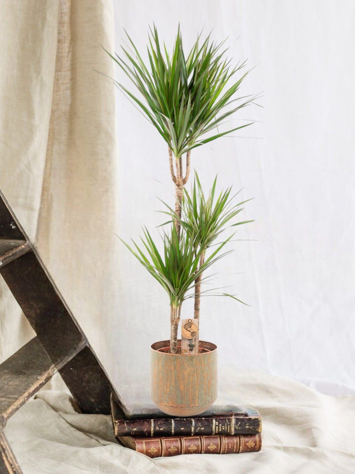 Livraison plante Dracaena Marginata et son pot