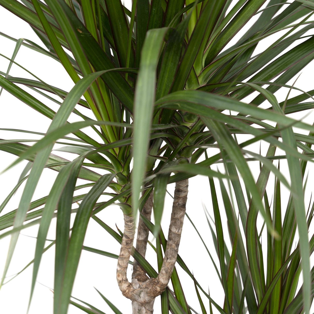 Livraison plante Dracaena Marginata h115cm