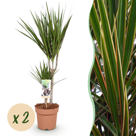 Livraison plante Dracaena Marginata – Lot de 2 – Hauteur 70 - 80 cm