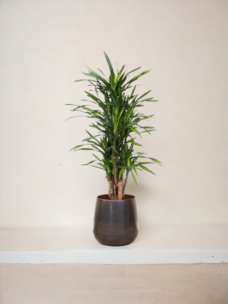 Livraison plante Dracaena Riki