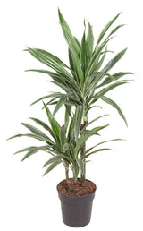 Livraison plante Dracaena 'Warneckei'