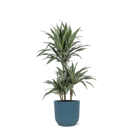 Livraison plante Dracaena Warneckii et son pot