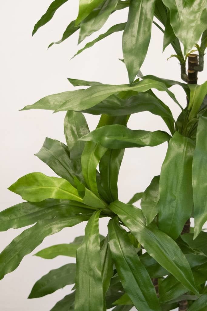 Livraison plante Dracena Fragnans - grande plante artificielle