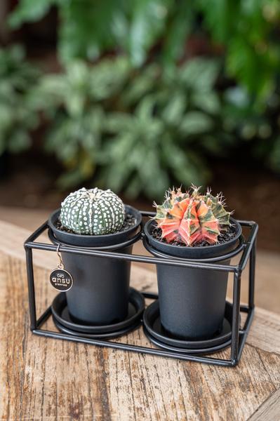 Livraison plante Duo de cactus rare avec pot