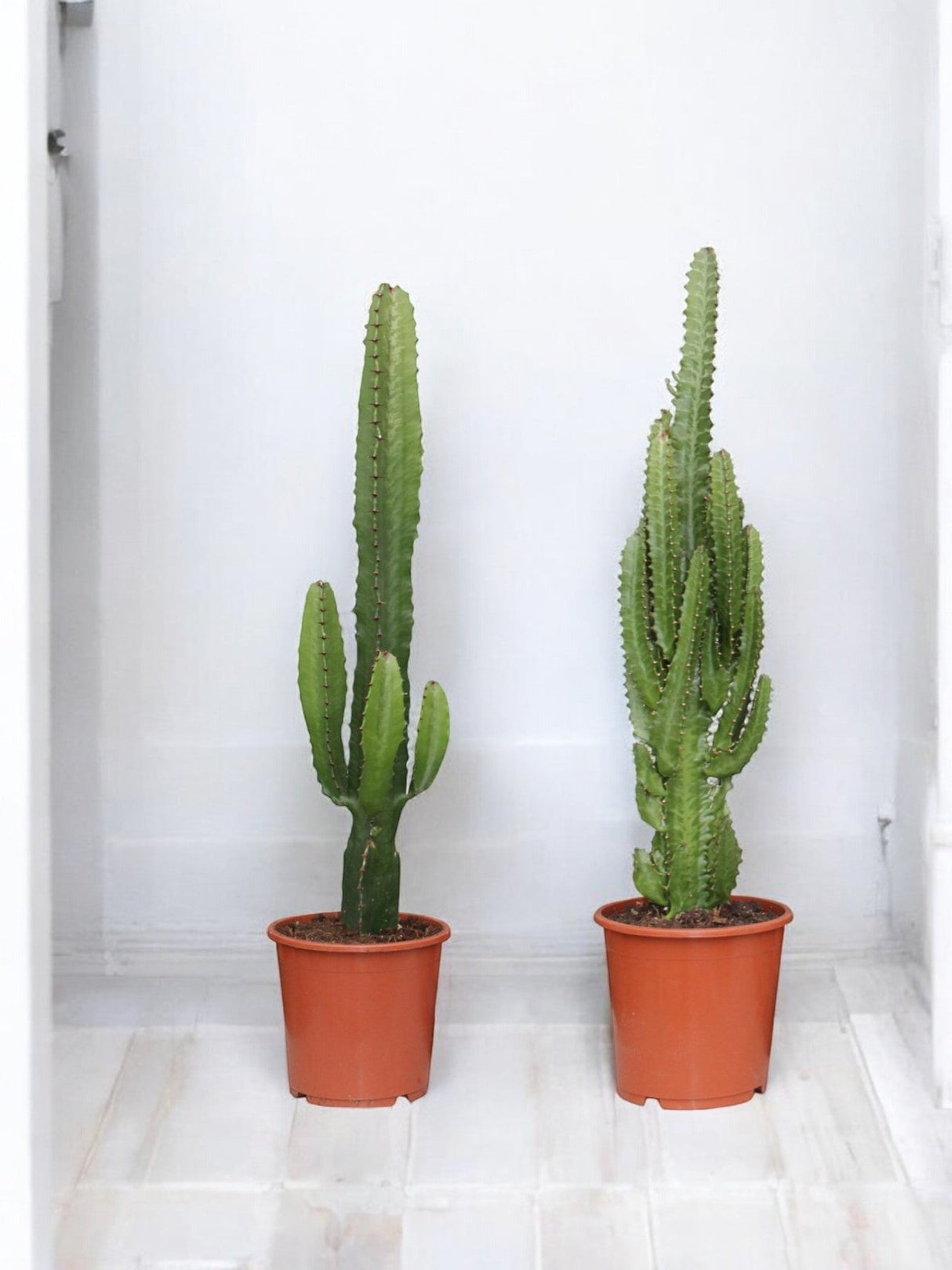 Livraison plante Duo de grands cactus