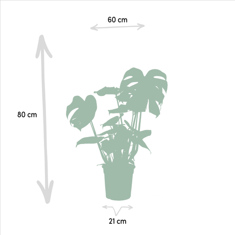 Livraison plante Duo Strelitzia Nicolai et Monstera