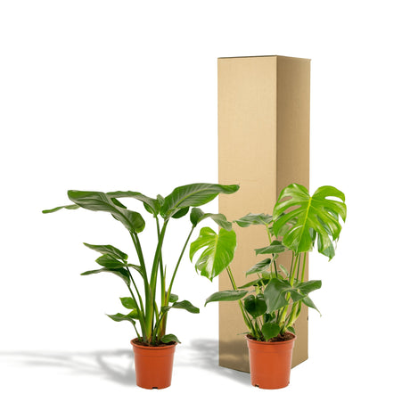 Livraison plante Duo Strelitzia Nicolai et Monstera