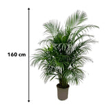 Livraison plante Dypsis Lutescens (Areca palmier) 160 cm - ø24