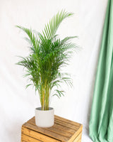 Livraison plante Dypsis Lutescens (Areca palmier) 160 cm - ø24