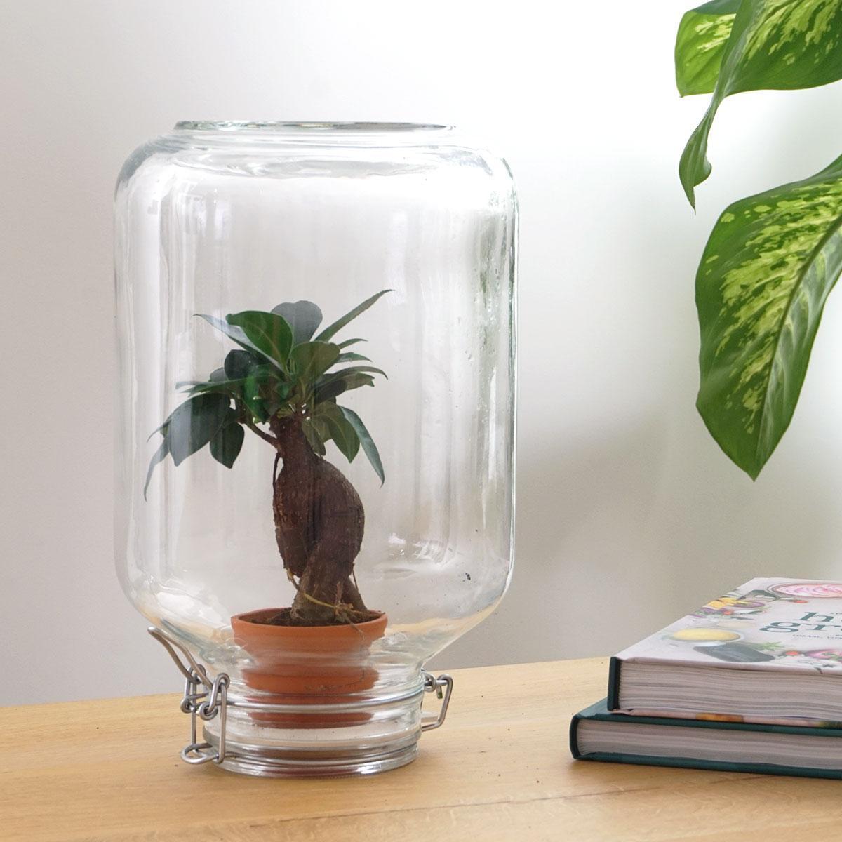 Livraison plante Easyplant - Baby plante sous verre