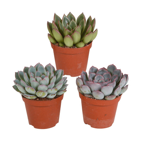 Livraison plante Echeveria, box de 3 plantes, h15cm