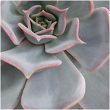 Livraison plante Echeveria Lilacina et son support blanc