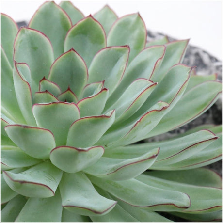 Livraison plante Echeveria Pulidonis Sans Racines