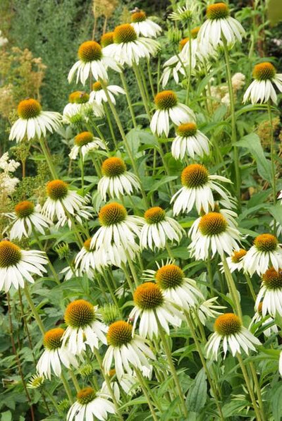 Purpur-Sonnenhut (Echinacea purpurea) 'White Swan'