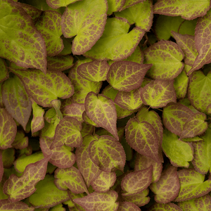 Livraison plante Epimedium