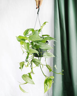 Livraison plante Epipremnum Cebu Blue