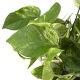 Livraison plante Epipremnum Marble Queen - Scindapsus - 25cm - Ø15