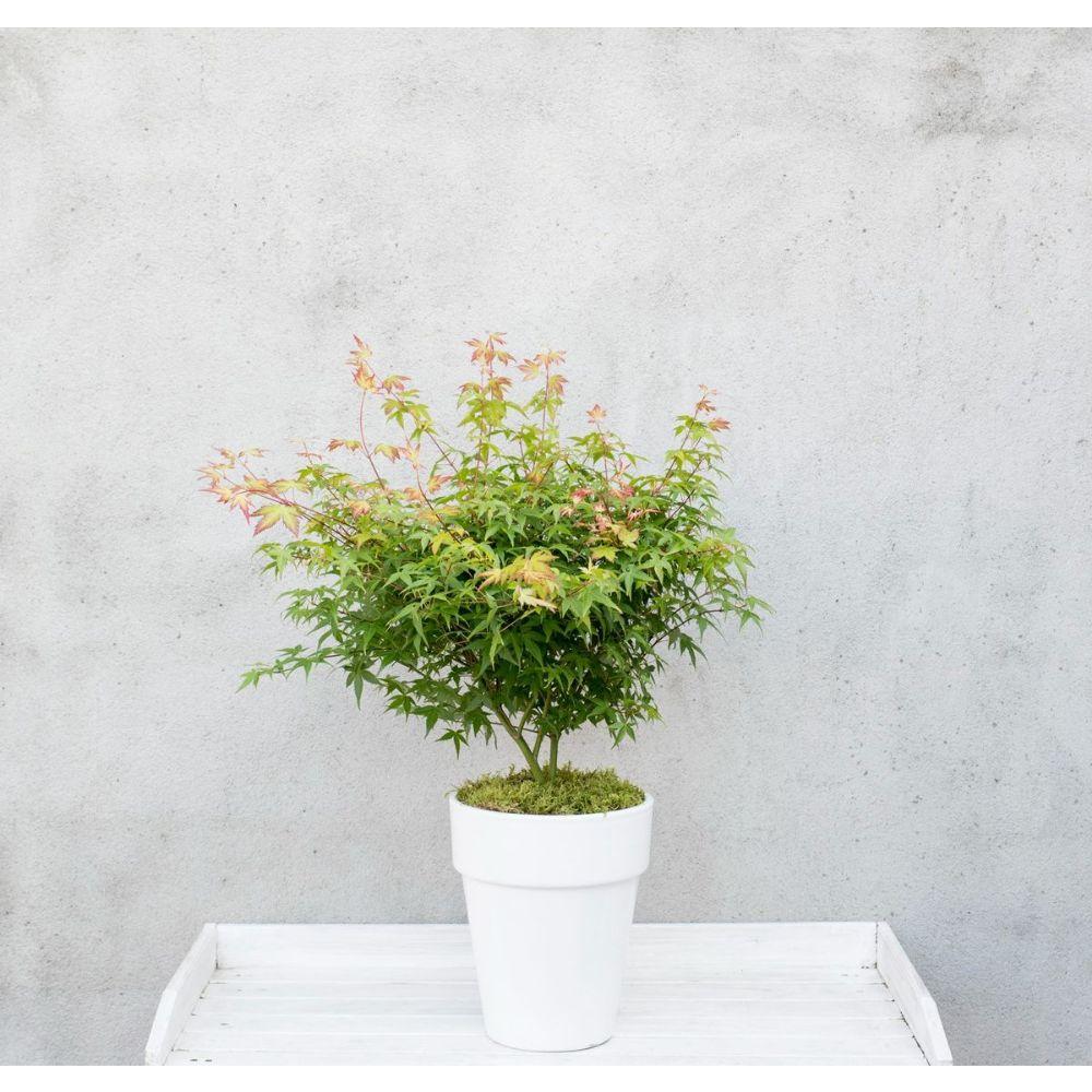 Livraison plante Erable du japon 'Little Princess' - ↨30cm - Ø19cm - plante d'extérieur