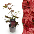 Livraison plante Erable du japon pourpre