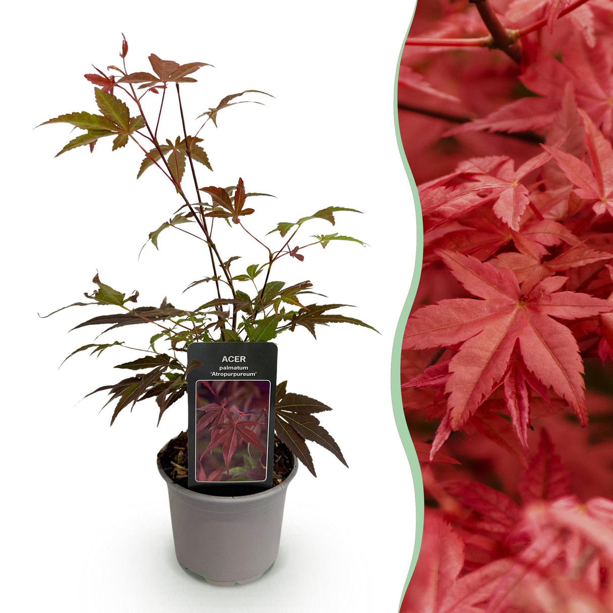 Livraison plante Erable du japon pourpre