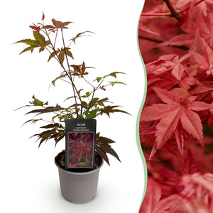 Livraison plante Erable du japon pourpre