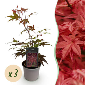 Livraison plante Erable du japon pourpre