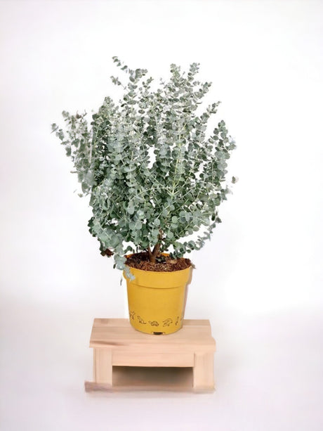 Livraison plante Eucalyptus gunnii d20cm h50cm