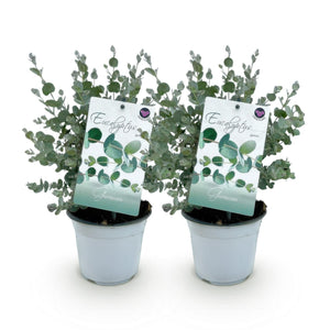 Livraison plante Eucalyptus gunnii – Lot de 2 – Pot 14 cm – Hauteur 30 cm