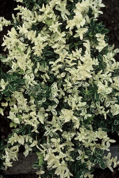 Livraison plante Euonyme fortunei Harlequin