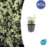 Livraison plante Euonyme fortunei Harlequin