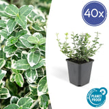 Livraison plante Euonymus fortunei 'Emerald 'n Gaiety'