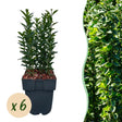 Livraison plante Euonymus japonica Green Spire – Lot de 6 – Hauteur 40 cm