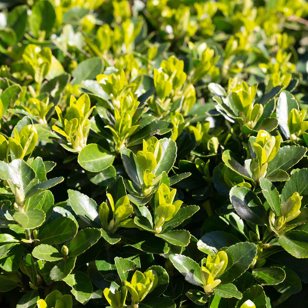 Livraison plante Euonymus japonica Green Spire – Lot de 8 – Hauteur 20 - 25 cm