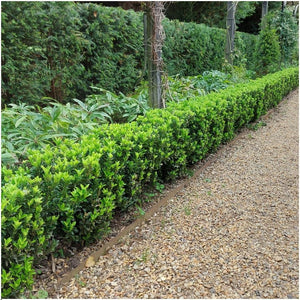 Livraison plante Euonymus japonicus 'Green Spire' - Lot de 6