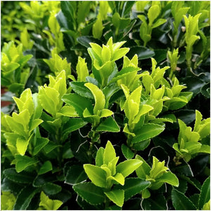 Livraison plante Euonymus japonicus 'Green Spire' - Lot de 6