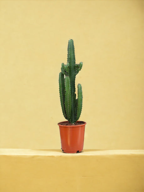 Livraison plante Euphorbe Acrurensis h95cm - cactus d'intérieur