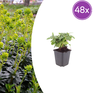 Livraison plante Euphorbe amygdal