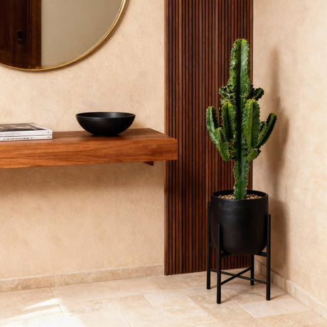 Livraison plante Euphorbia eritrea – Lot de 2 – Pot 17 cm – Hauteur 60 cm