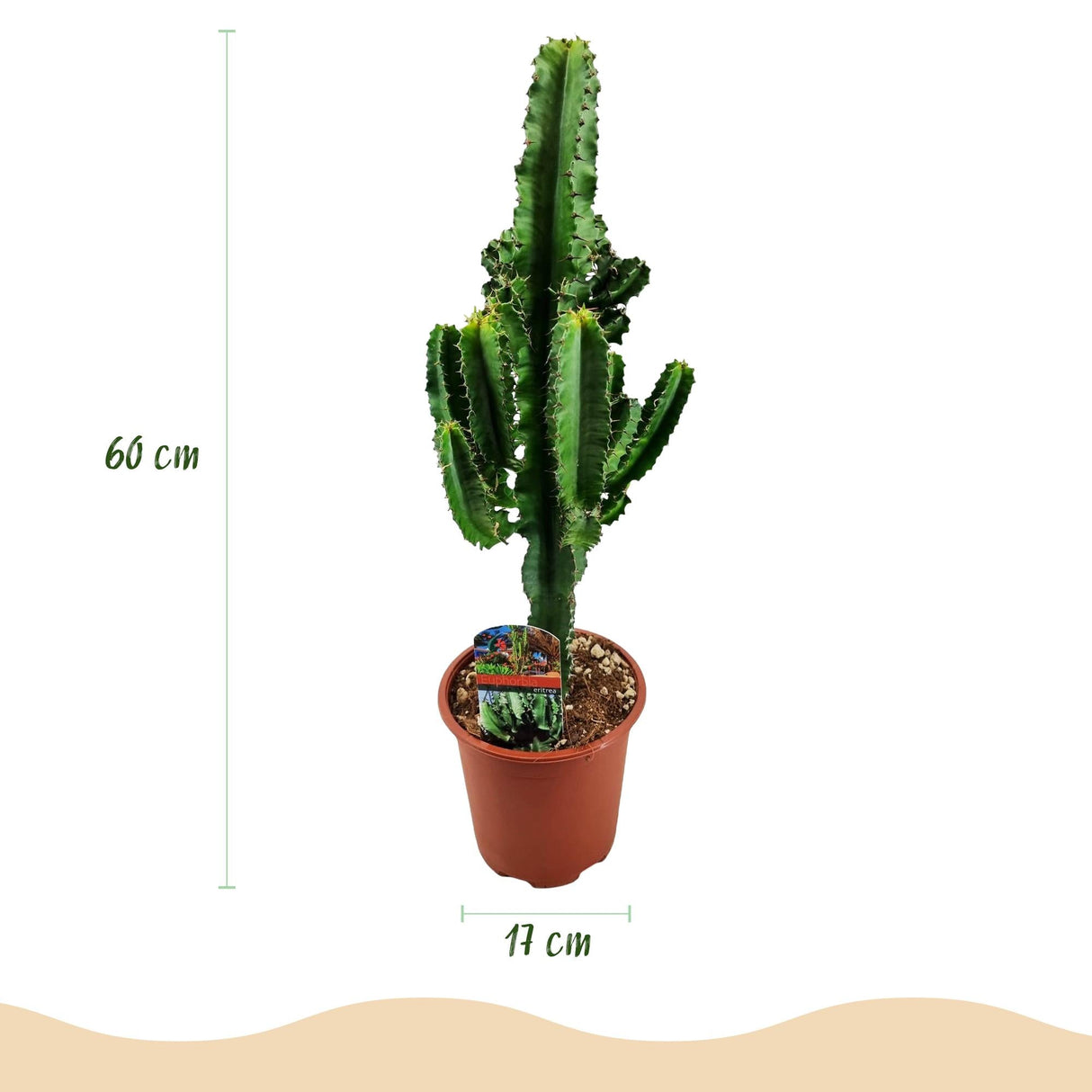 Livraison plante Euphorbia eritrea – Lot de 2 – Pot 17 cm – Hauteur 60 cm