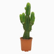 Livraison plante Euphorbia ingens