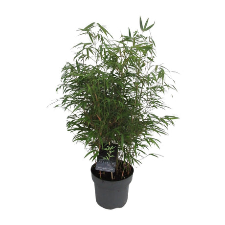 Livraison plante Fargesia Rufa bambou d23cm h95cm